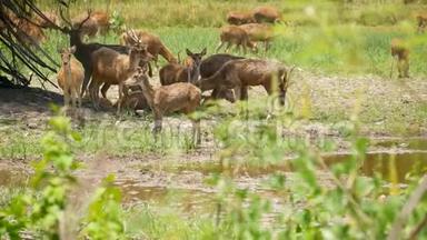 幼壮婀娜多姿的鹿，绿油油的牧场上长满了绿油油的青草.. 春天的草地上有可爱的动物。 畜牧领域